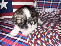 Jaime, a male Shih Tzu for sale in San Antonio, TX – 3 of 5