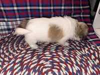 Lee, a male Shih Tzu for sale in San Antonio, TX – 3 of 4