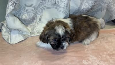 Shawn, a male Shih Tzu for sale in San Antonio, TX – 9 of 9