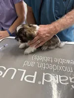 Shawn, a male Shih Tzu for sale in San Antonio, TX – 8 of 9