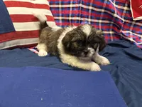 Raj , a male Shih Tzu for sale in San Antonio, TX – 8 of 9