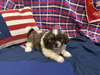 Raj , a male Shih Tzu for sale in San Antonio, TX – 2 of 9