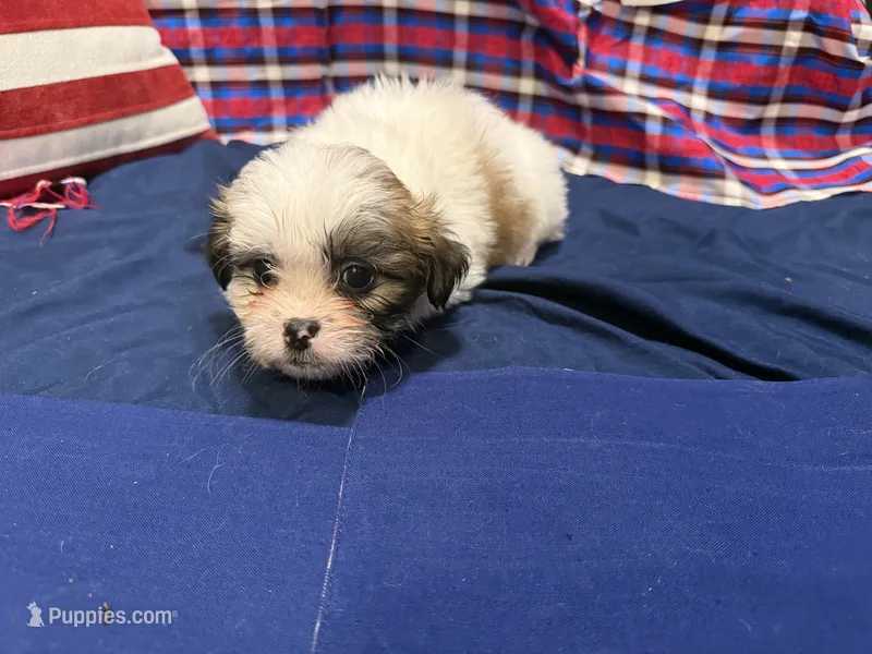 Howard – Shih Tzu puppy for sale in San Antonio, TX