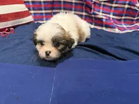 Howard, a male Shih Tzu for sale in San Antonio, TX – 1 of 6