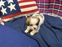 Stewart , a male Shih Tzu for sale in San Antonio, TX – 3 of 6