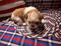 Beth, a female Shih Tzu for sale in San Antonio, TX – 1 of 5