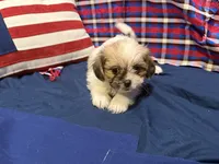 Sheldon, a male Shih Tzu for sale in San Antonio, TX – 7 of 7