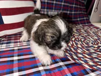 Jaime, a male Shih Tzu for sale in San Antonio, TX – 4 of 5