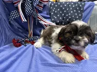 Shawn, a male Shih Tzu for sale in San Antonio, TX – 4 of 9