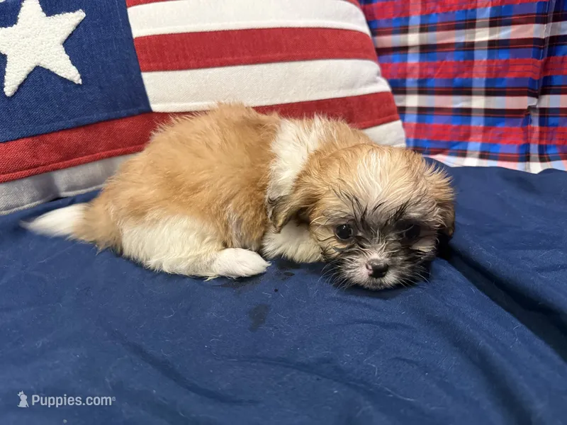 Bernadette  – Shih Tzu puppy for sale in San Antonio, TX