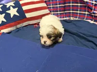 Howard, a male Shih Tzu for sale in San Antonio, TX – 6 of 6
