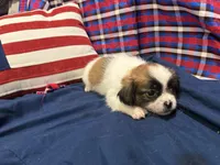 Amy, a female Shih Tzu for sale in San Antonio, TX – 3 of 5