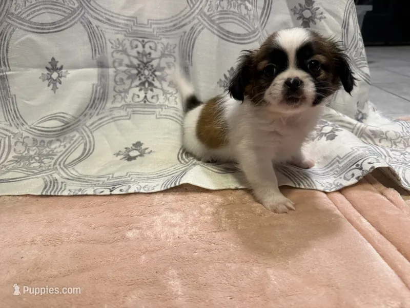 Amy – Shih Tzu puppy for sale in San Antonio, TX