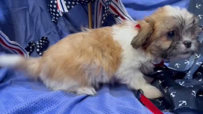 Topanga, a female Shih Tzu for sale in San Antonio, TX – 5 of 6