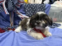 Shawn, a male Shih Tzu for sale in San Antonio, TX – 5 of 9