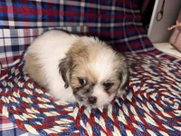 Lee, a male Shih Tzu for sale in San Antonio, TX – 4 of 4
