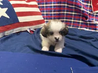 Stewart , a male Shih Tzu for sale in San Antonio, TX – 1 of 6