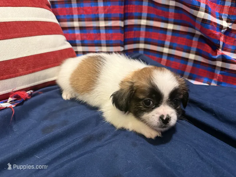 Amy – Shih Tzu puppy for sale in San Antonio, TX