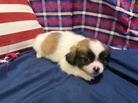 Amy, a female Shih Tzu for sale in San Antonio, TX – 1 of 5