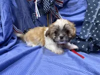 Topanga, a female Shih Tzu for sale in San Antonio, TX – 2 of 6