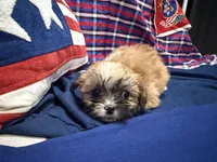Bernadette , a female Shih Tzu for sale in San Antonio, TX – 2 of 4