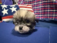 Denise, a female Shih Tzu for sale in San Antonio, TX – 2 of 6