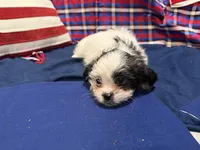 Leonard , a male Shih Tzu for sale in San Antonio, TX – 5 of 8