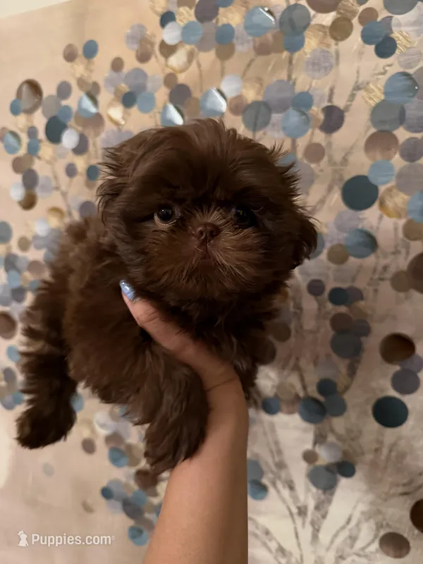 Mello – Shih Tzu puppy for sale in Milan, TN