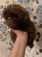 Mello, a male Shih Tzu for sale in Milan, TN – Photo 4 of 7