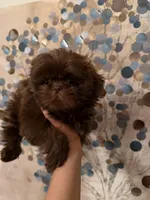 Mello, a male Shih Tzu for sale in Milan, TN – Photo 6 of 7