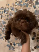 Mello, a male Shih Tzu for sale in Milan, TN – Photo 3 of 7