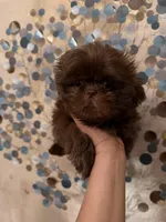 Mello, a male Shih Tzu for sale in Milan, TN – Photo 7 of 7