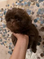 Mello, a male Shih Tzu for sale in Milan, TN – Photo 5 of 7