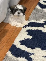 Lily , a female Shih Tzu for sale in Jersey City, NJ – 2 of 2