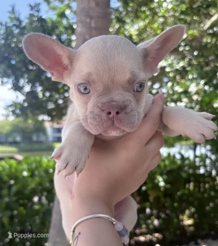 Mark – French Bulldog puppy for sale in Plantation, FL