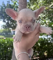 Mark, a male French Bulldog for sale in Plantation, FL – Photo 1 of 3