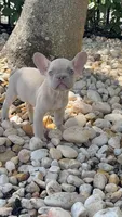Mark, a male French Bulldog for sale in Plantation, FL – Photo 2 of 3