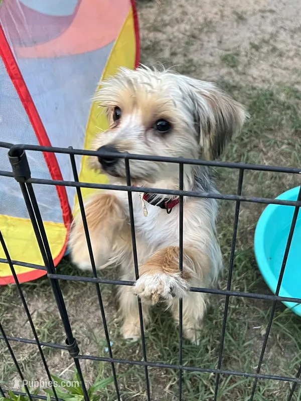 Jade – Yorkshire Terrier puppy for sale in Sumter, SC