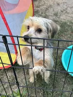 Jade, a female Yorkshire Terrier for sale in Sumter, SC – 1 of 6