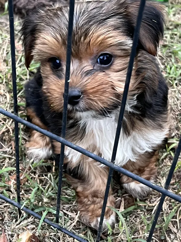 Amber – Yorkshire Terrier puppy for sale in Sumter, SC