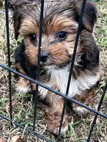 Amber, a female Yorkshire Terrier for sale in Sumter, SC – Photo 1 of 3