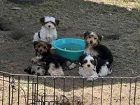 Amber, a female Yorkshire Terrier for sale in Sumter, SC – Photo 4 of 4