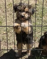 Amber, a female Yorkshire Terrier for sale in Sumter, SC – Photo 3 of 3