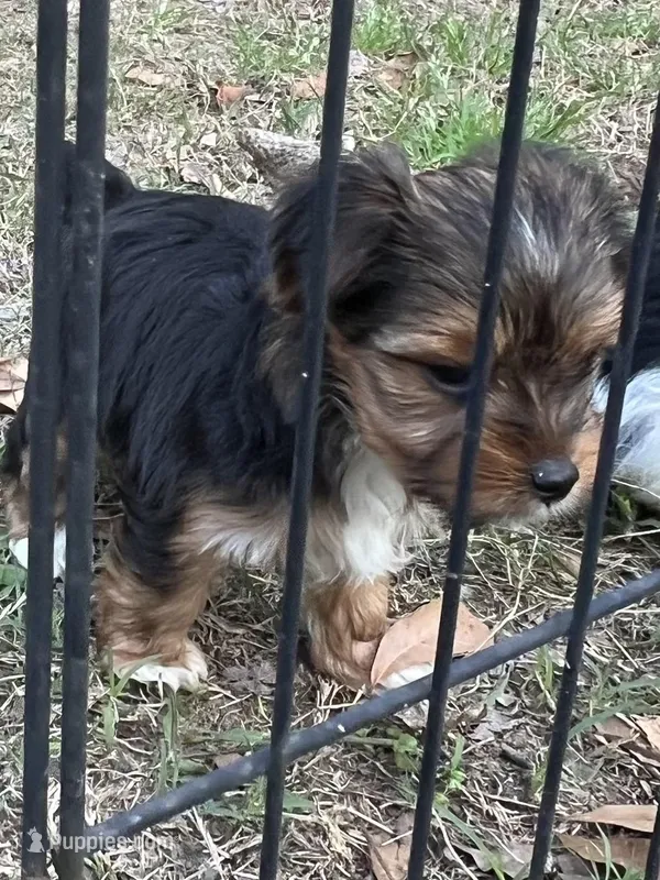 Amber – Yorkshire Terrier puppy for sale in Sumter, SC