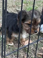 Amber, a female Yorkshire Terrier for sale in Sumter, SC – Photo 2 of 3