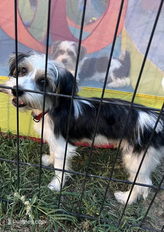 Jewels – Yorkshire Terrier puppy for sale in Sumter, SC