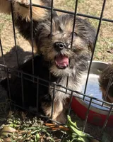 Ruby, a female Yorkshire Terrier for sale in Sumter, SC – Photo 4 of 4