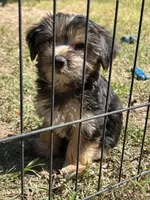 Ruby, a female Yorkshire Terrier for sale in Sumter, SC – Photo 3 of 4