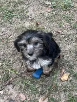 Ruby, a female Yorkshire Terrier for sale in Sumter, SC – Photo 2 of 4