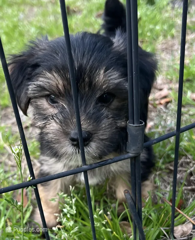 Ruby – Yorkshire Terrier puppy for sale in Sumter, SC